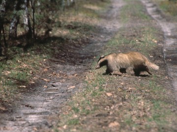 Borsuk, M. Mydłowski, OT BPK