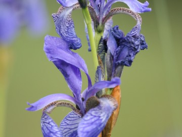 Kosaniec syberyjski, 