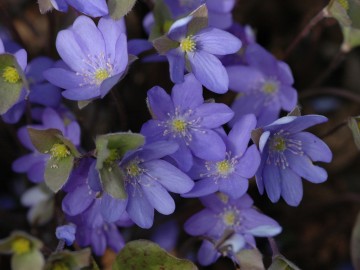 Przylaszczka pospolita