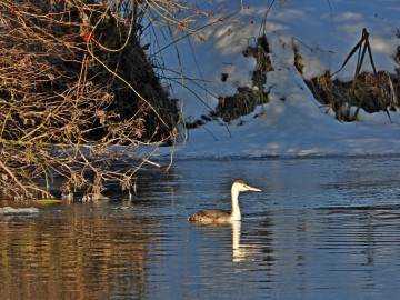 Monitoring Zimujących Ptaków Wodnych na Pilicy – 2026, <p>perkoz dwuczuby</p>