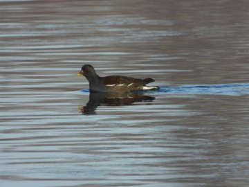 Monitoring Zimujących Ptaków Wodnych na Pilicy – 2026, <p>kokoszka</p>