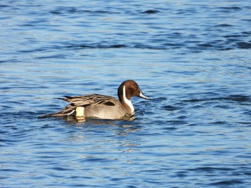 Monitoring Zimujących Ptaków Wodnych na Pilicy – 2026, <p>rożeniec</p>