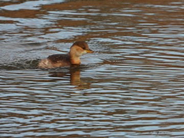 Wyniki Monitoringu Zimujących Ptaków Wodnych na Pilicy, <p>perkozek</p>
