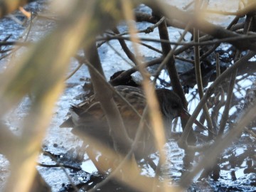 Wyniki Monitoringu Zimujących Ptaków Wodnych na Pilicy, <p>wodnik</p>