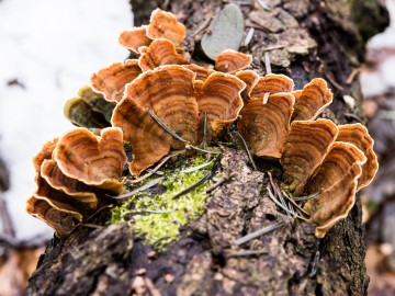 W oczekiwaniu na wiosnę rezerwat Czarna Rózga 2026, 