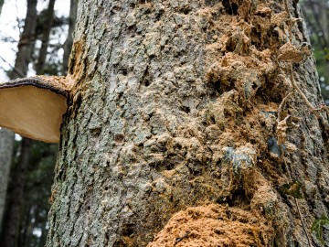 W oczekiwaniu na wiosnę rezerwat Czarna Rózga 2026, 