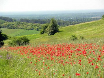 Pole uprawne z makami pomiędzy rezerwatami Bukowa Góra i Murawy Dobromierskie.