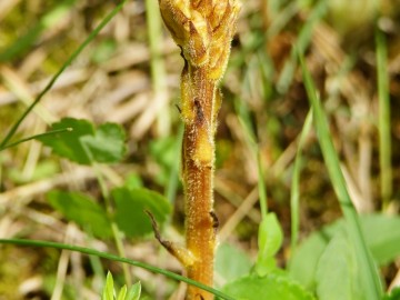 Zaraza w rez. Murawy Dobromierskie.