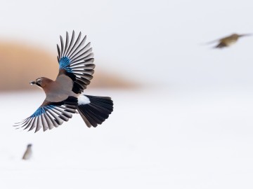 Zimowe obrazy w PPK 2026., 