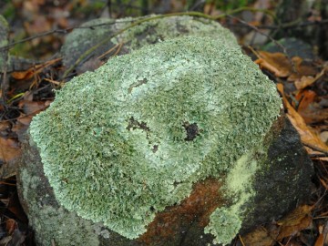 Żełuczka izydiowa Xanthoparmelia conspersa - rzadki gatunek porostu - Grabina