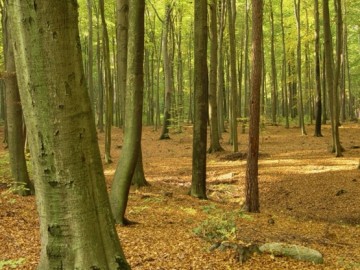 Kwaśna buczyna w uroczysku Janinów