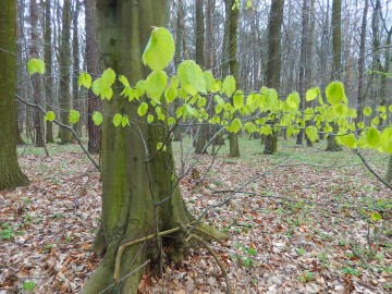 Rezerwat "Parowy Janinowskie"