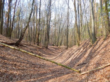 Rezerwat "Parowy Janinowskie"