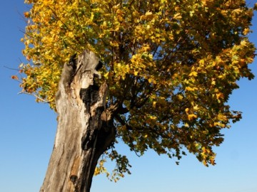Klon zwyczajny w Dobieszkowie Kolonii